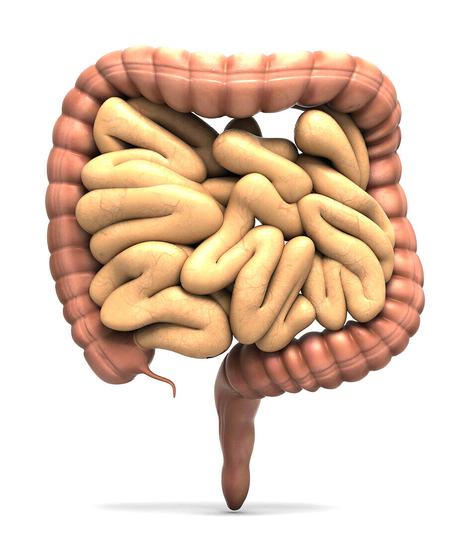 Human bowel, illustration