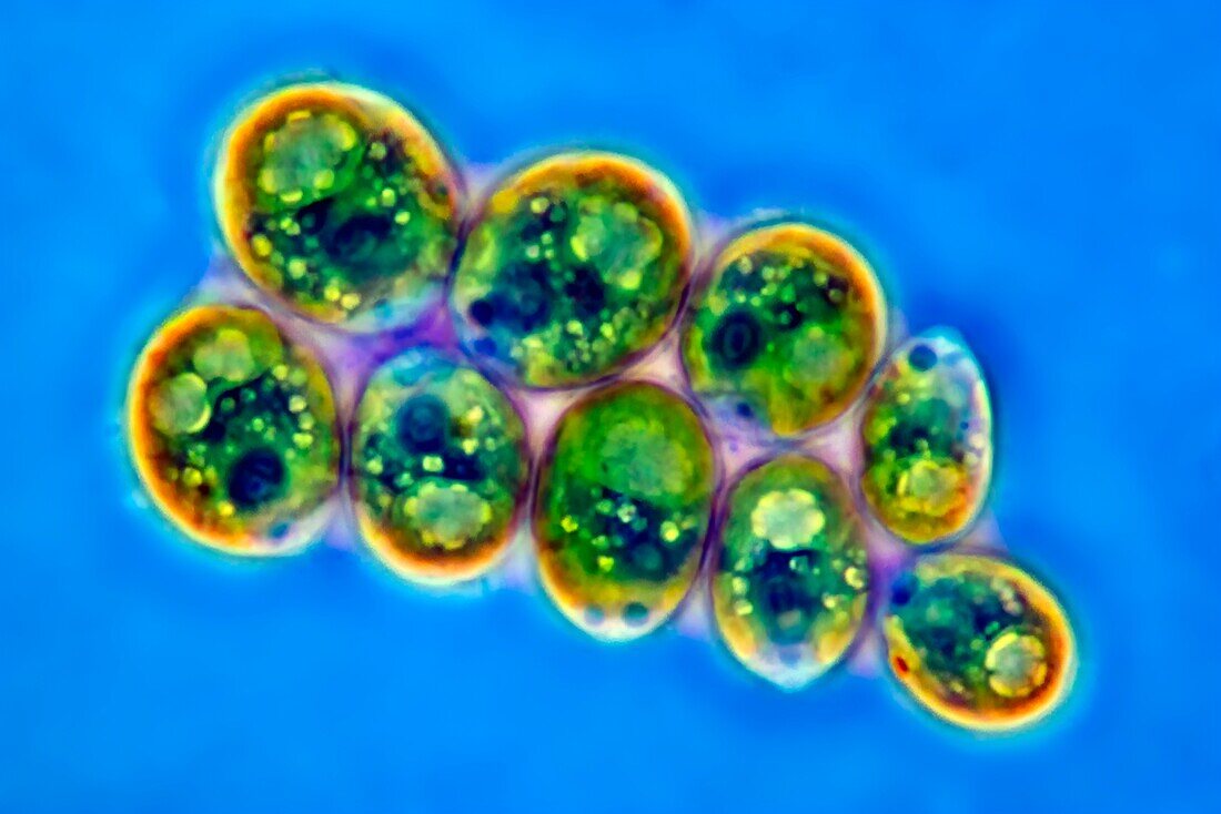 Chlamydomonas suboogama green algae, light micrograph