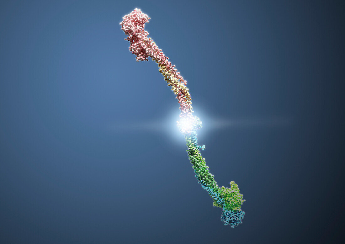 Fibrinogen molecule, illustration