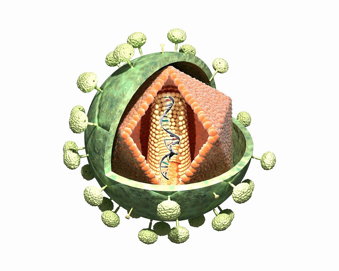 HIV particle, illustration
