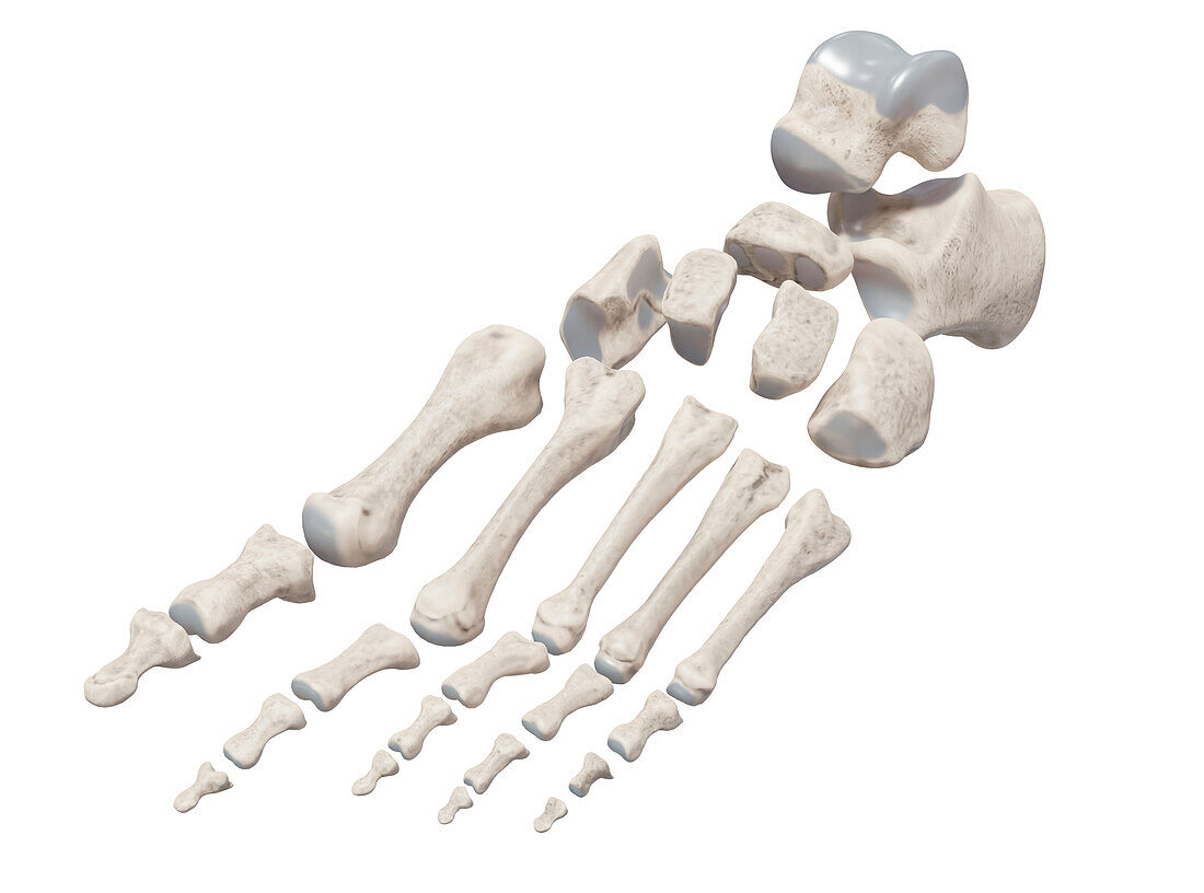 Foot bones, illustration