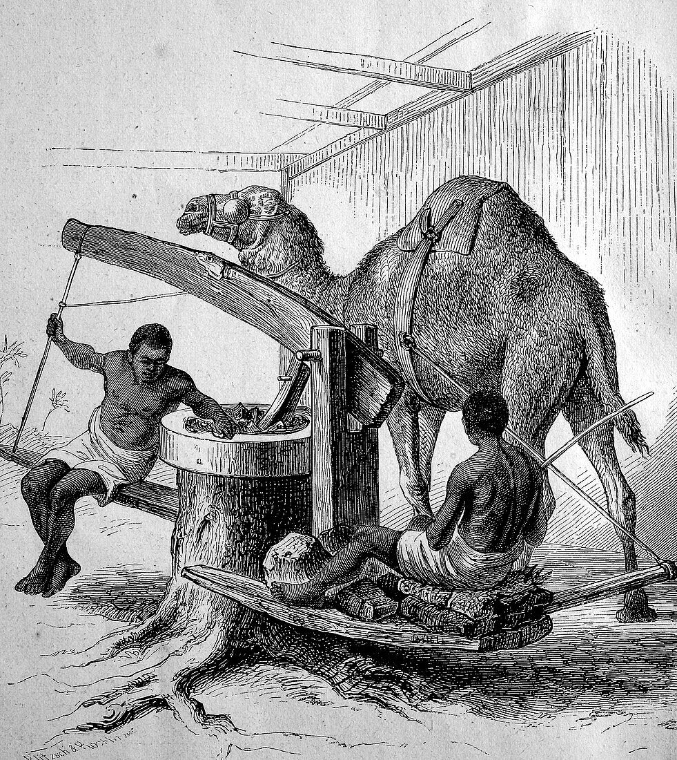 Grinding mill with a camel, Zanzibar, illustration