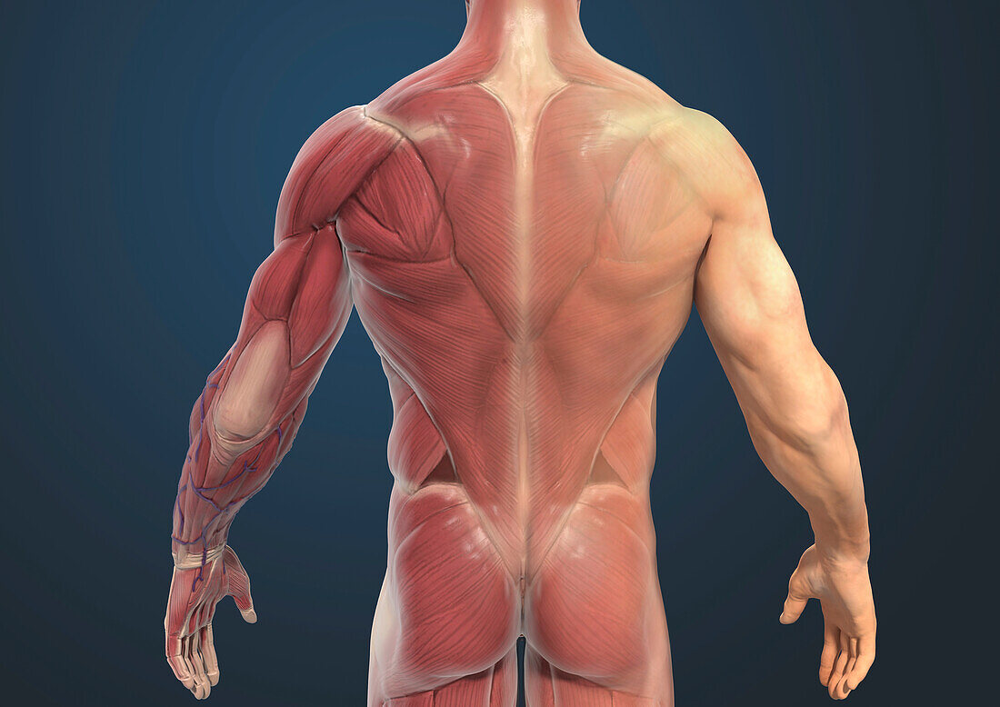 Muscles of the back, illustration