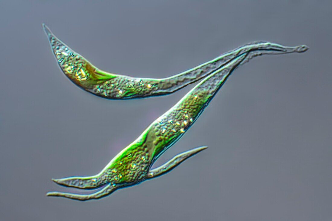 Ankistrodesmus sp. green algae, light micrograph
