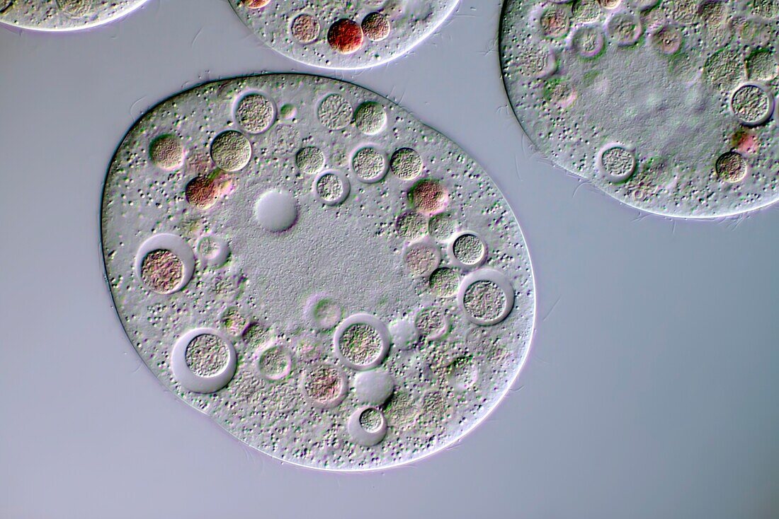 Colpidium sp. ciliates, light micrograph