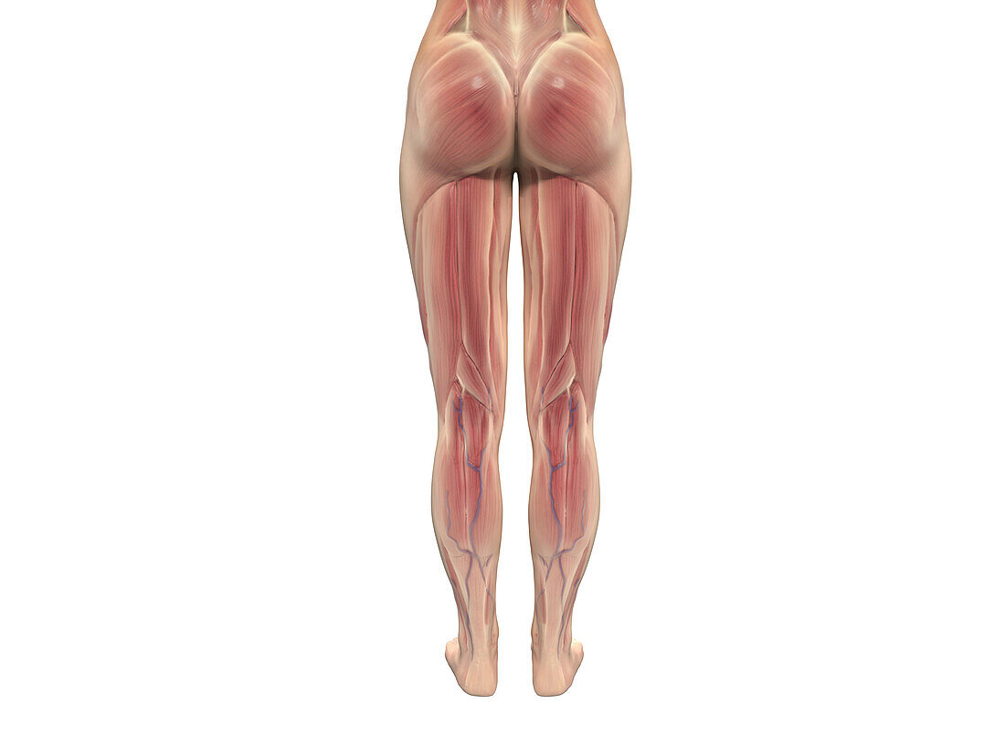 Female leg musculature, illustration