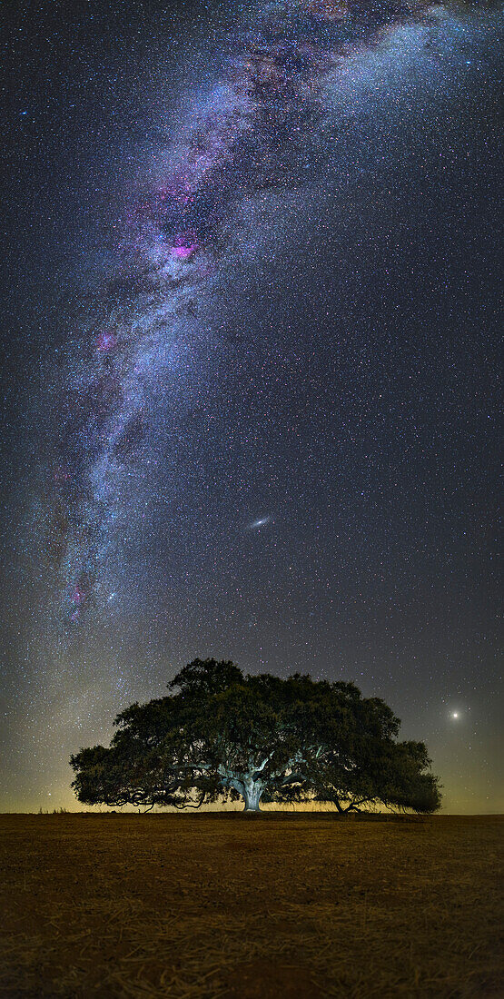 Andromeda Galaxy over a tree, Portugal