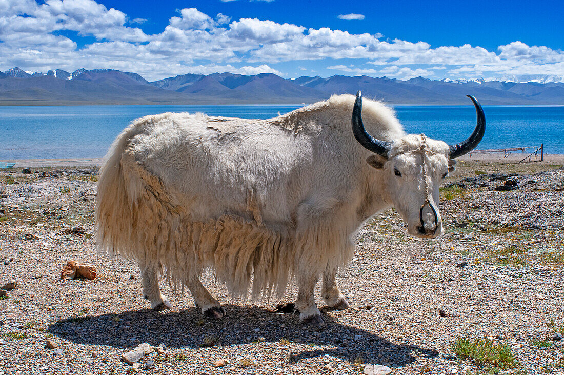 White yak, Tibet, China