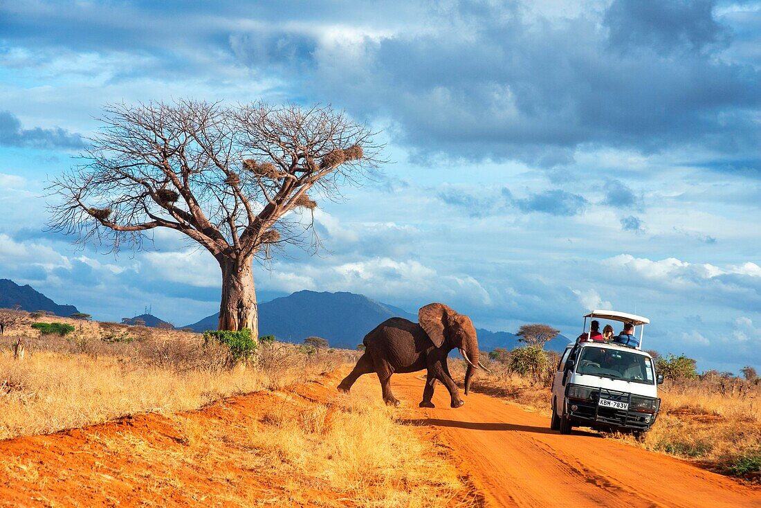 Elephant, Tsavo National Park, Kenya