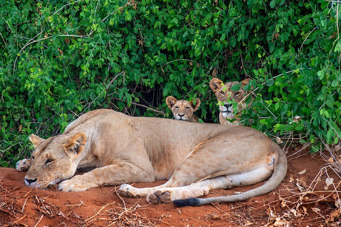 Female lion with cubs, Tsavo National Park, Kenya