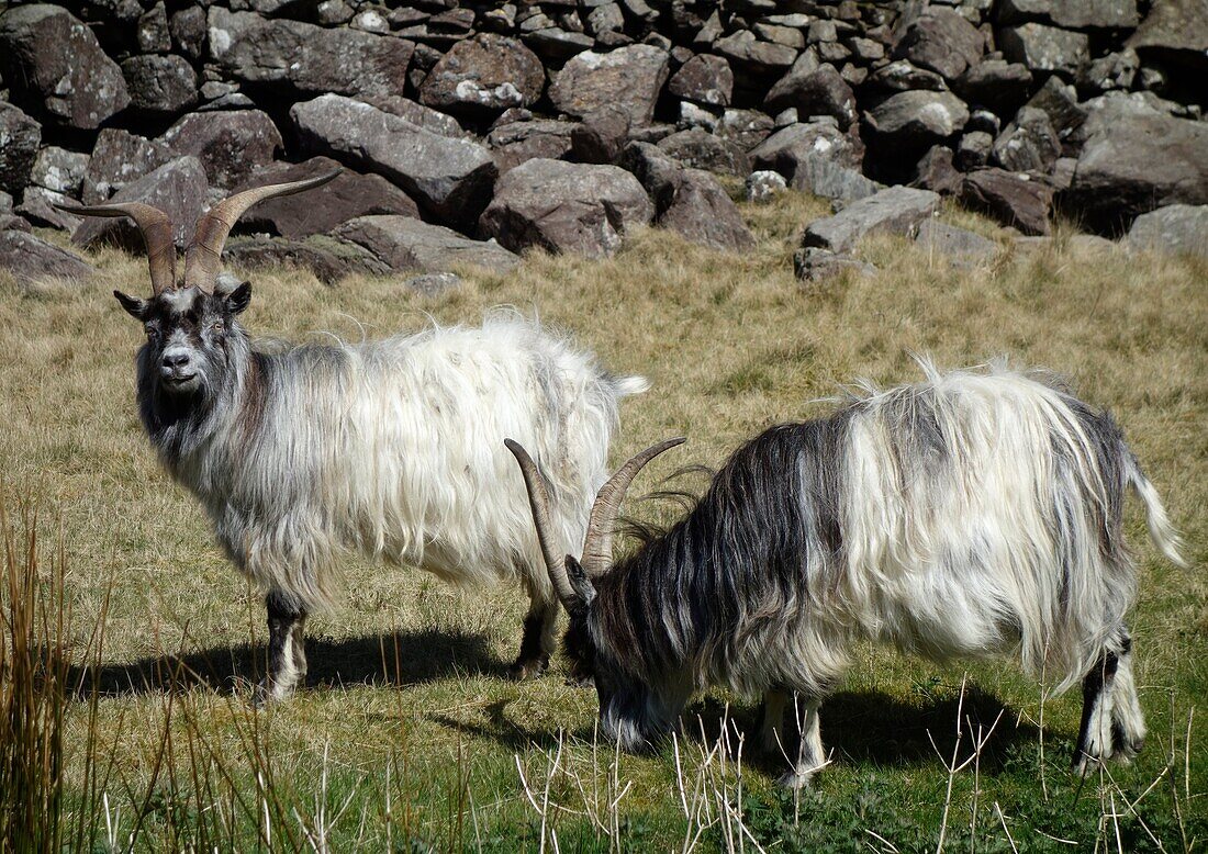 Feral goats, Snowdonia National Park, UK