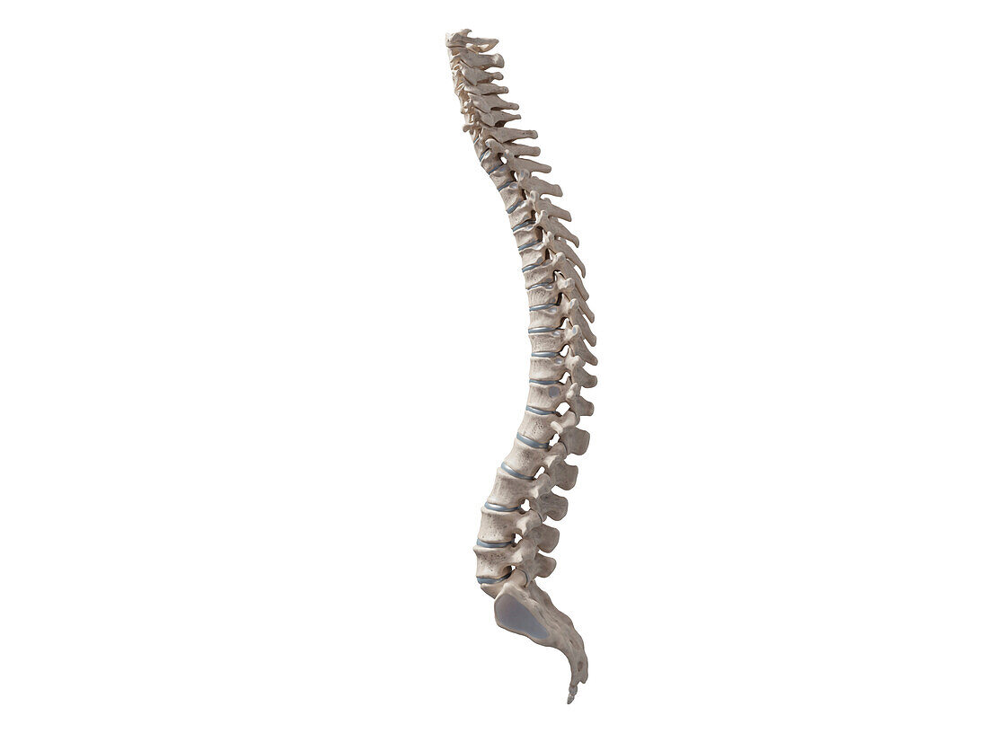 Spinal column, illustration