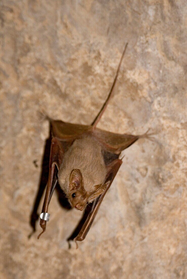 Hardwick's mouse-tailed bat