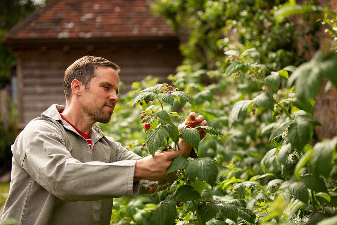 Man inspecting raspberry plant in backyard garden