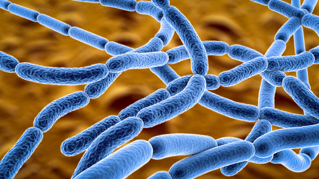 Anthrax bacteria, illustration