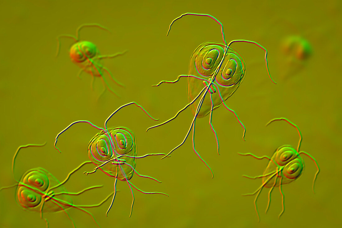 Giardia lamblia parasite, illustration