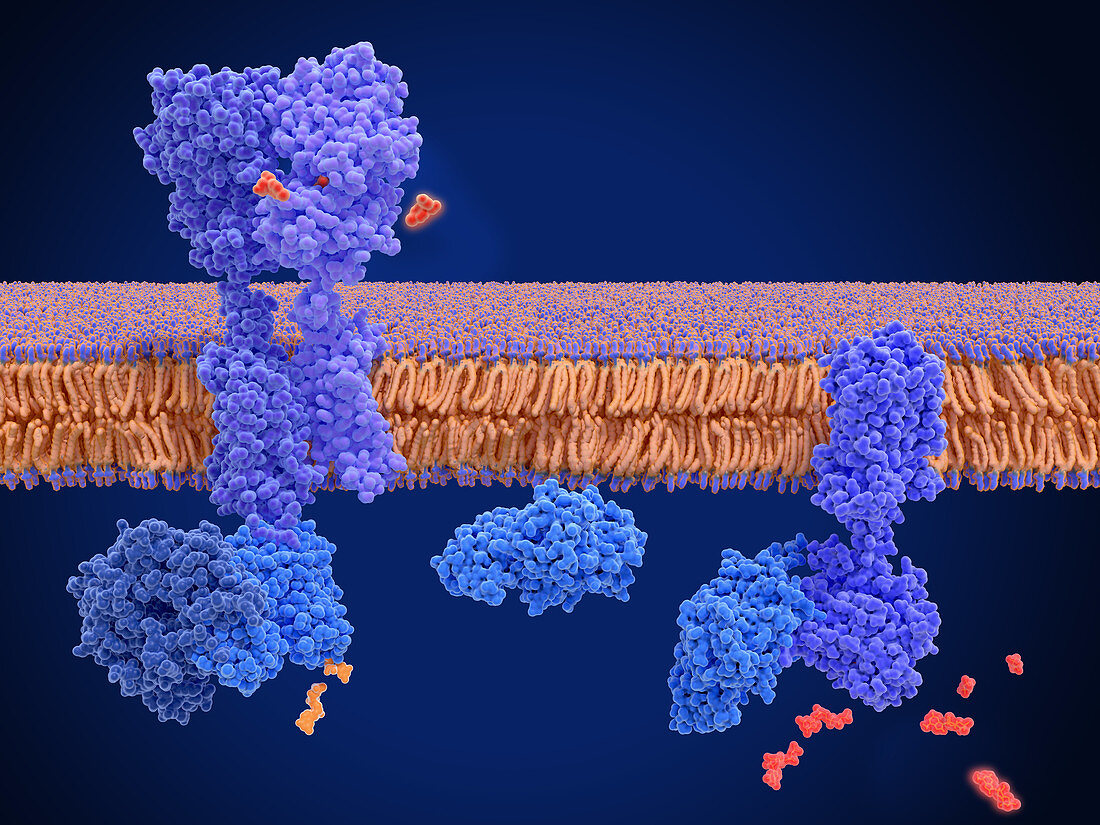GABA B receptor binding to baclofen, molecular model