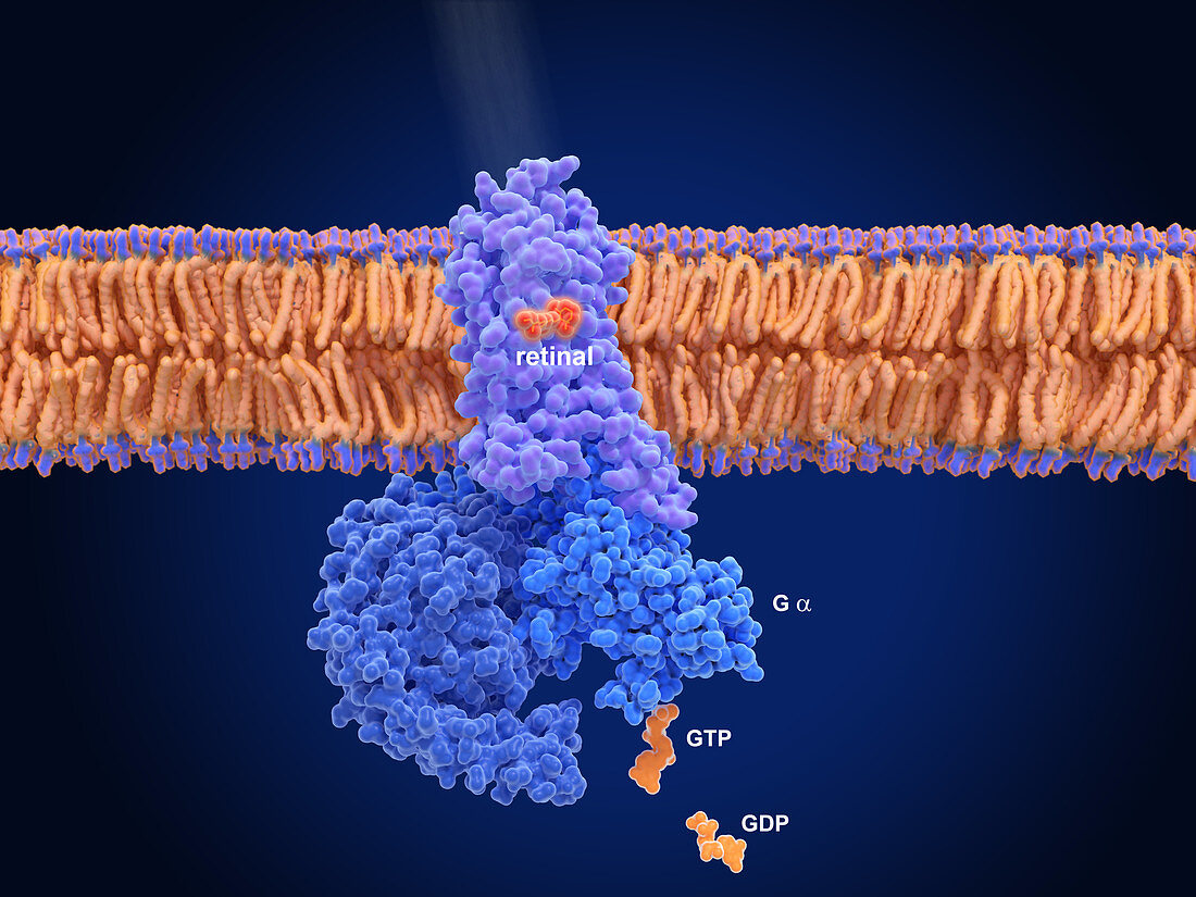 Activation of rhodopsin by light, molecular model