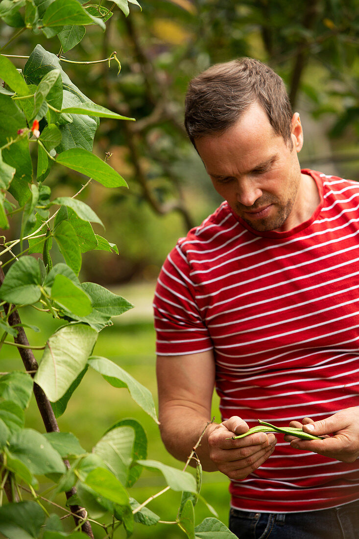 Man inspecting harvested green beans in garden