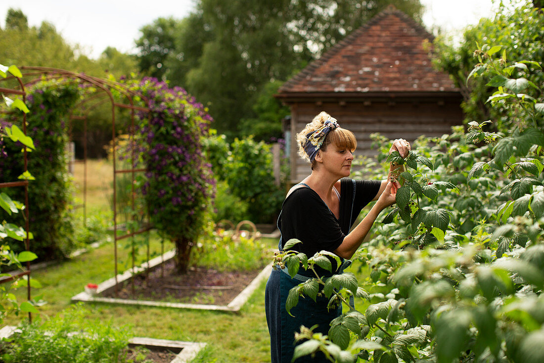 Woman inspecting plants in sunny summer cottage garden
