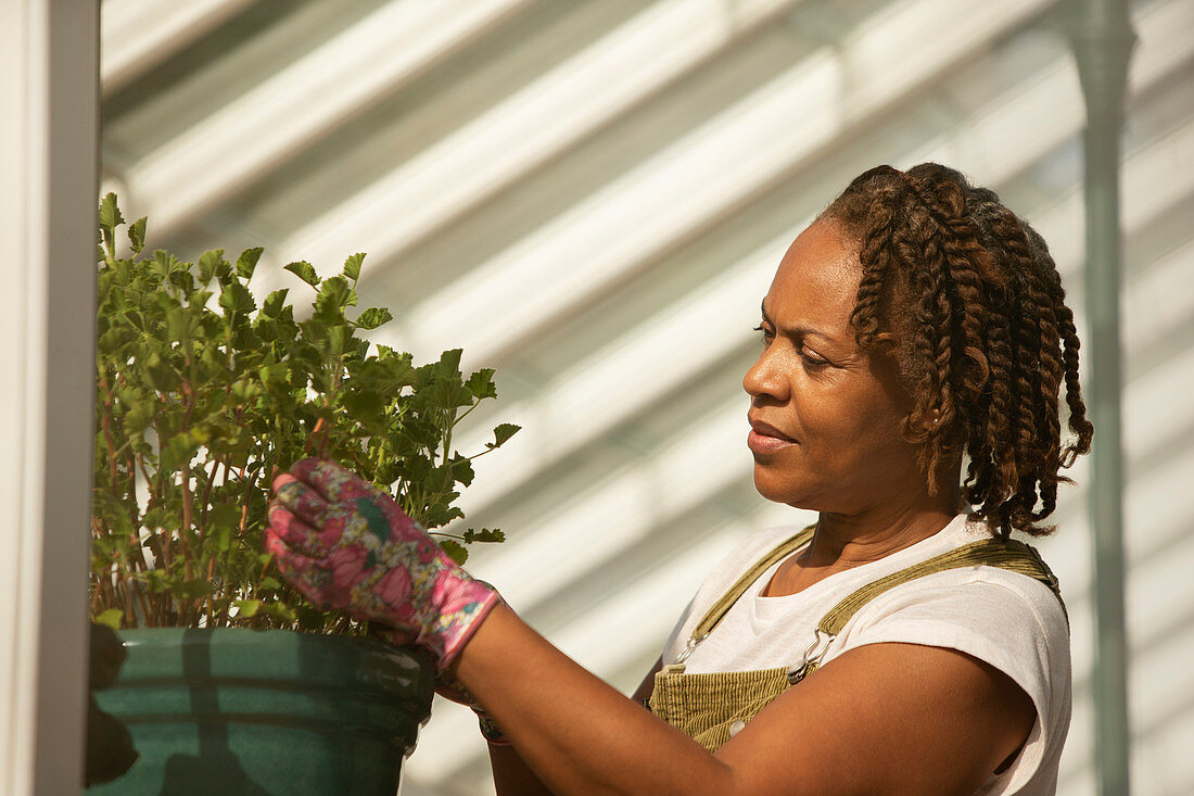 Female plant nursery owner pruning plant in sunny greenhouse