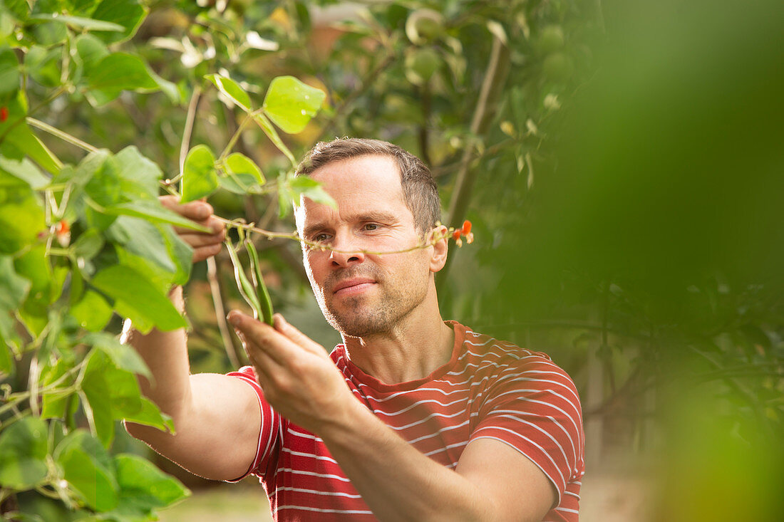 Man inspecting green beans growing on plant in summer garden