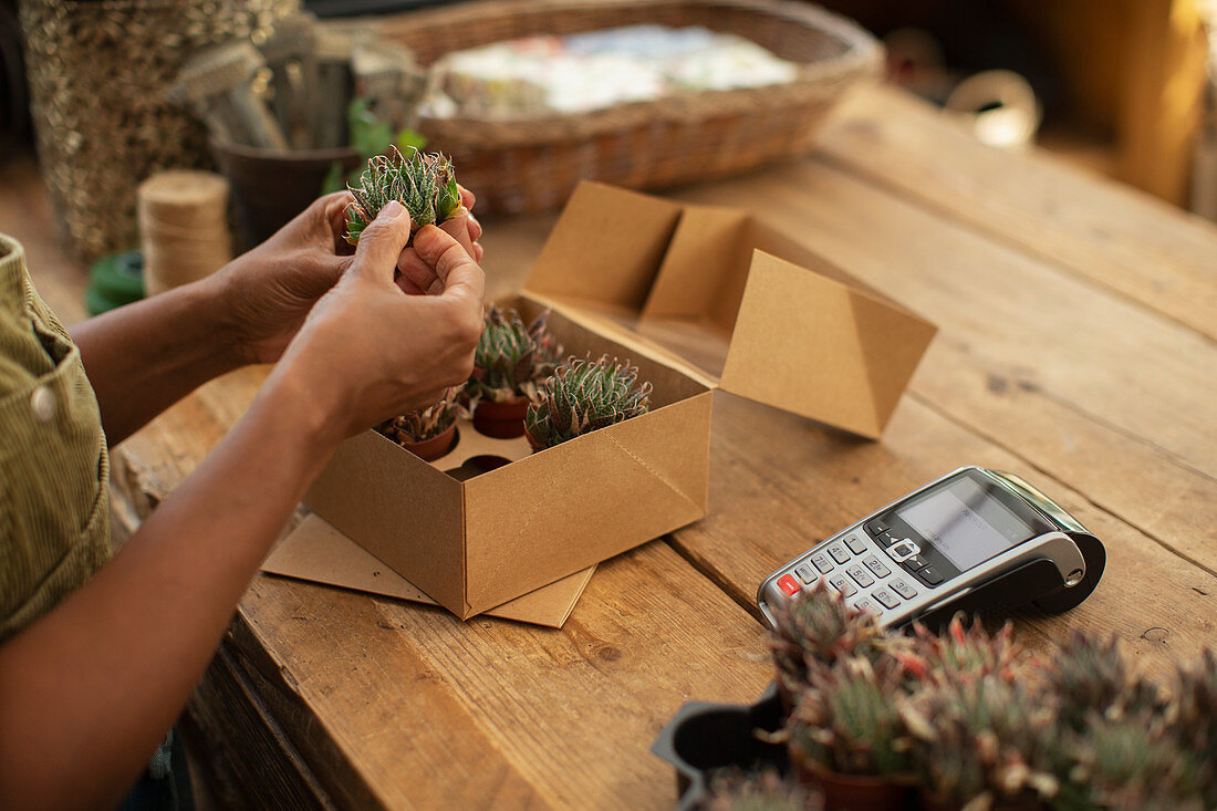 Woman placing succulents in box in florist shop