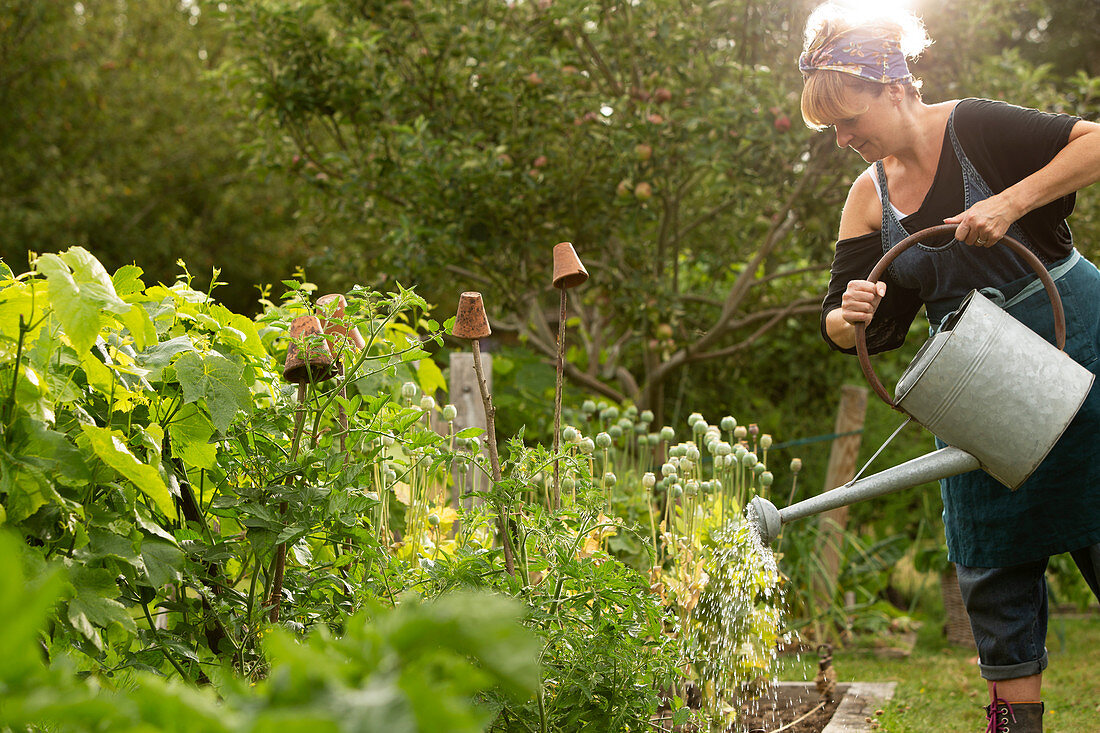 Woman watering plants with watering can in summer garden