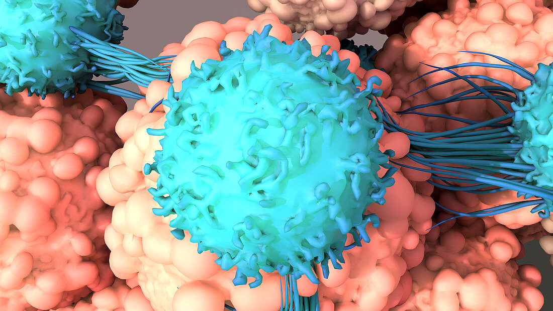 T-cells binding to cancer cells, illustration