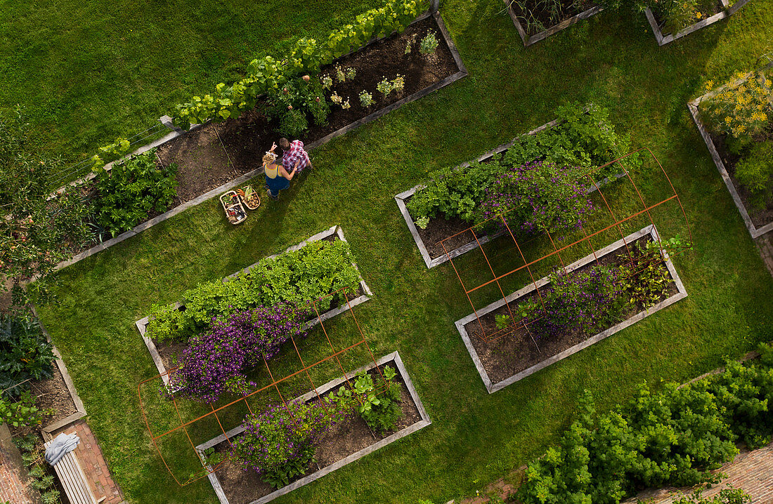 Couple harvesting vegetables in garden with raised beds