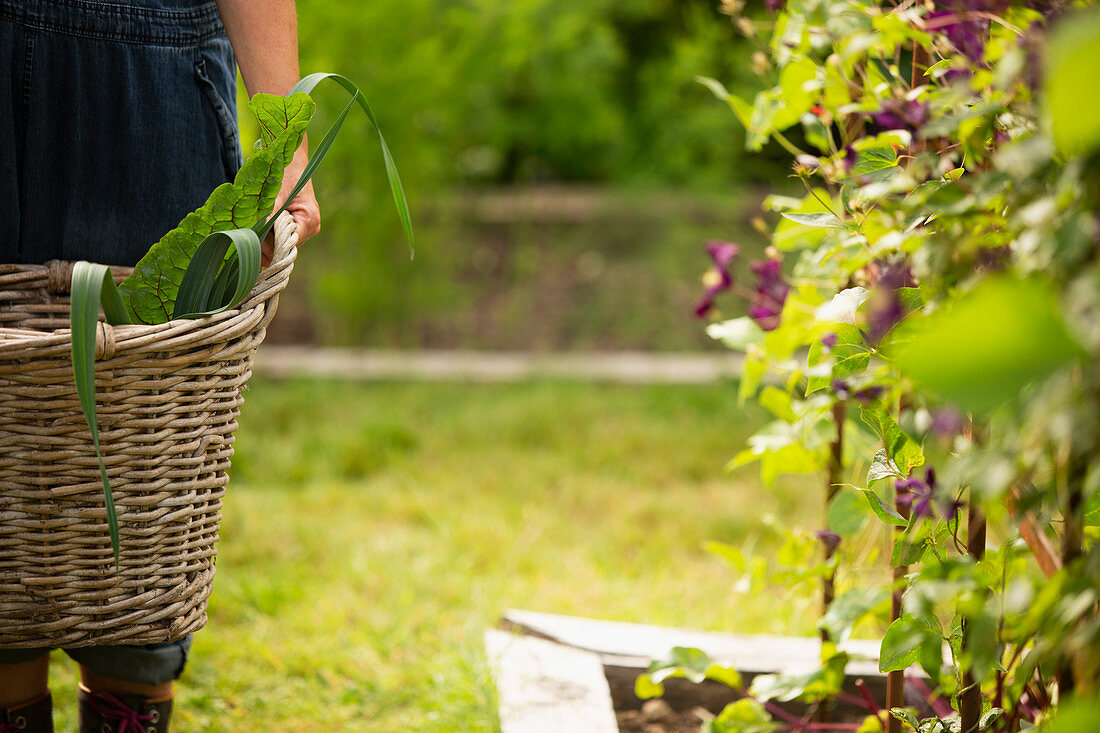 Woman holding basket of harvested vegetables in garden