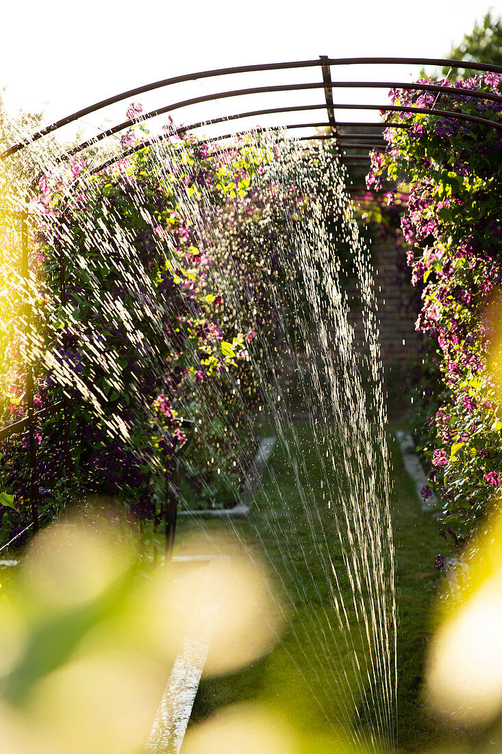Sprinkler watering purple flowers growing on trellis