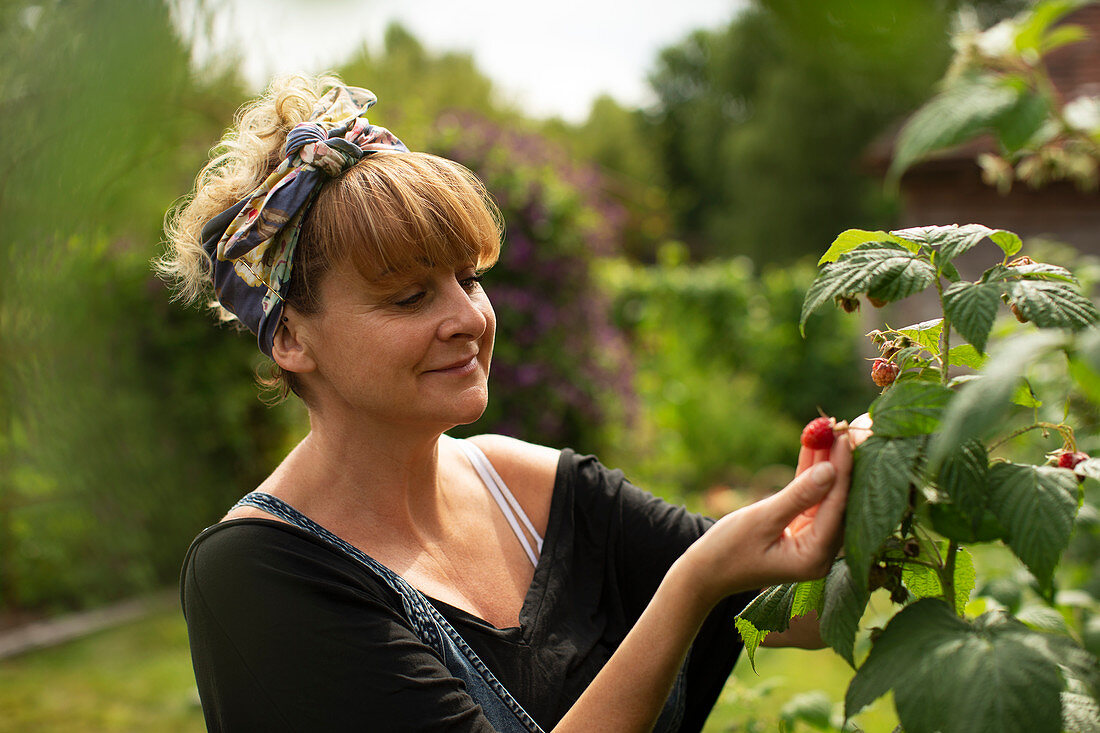 Woman inspecting raspberries growing on plant in garden