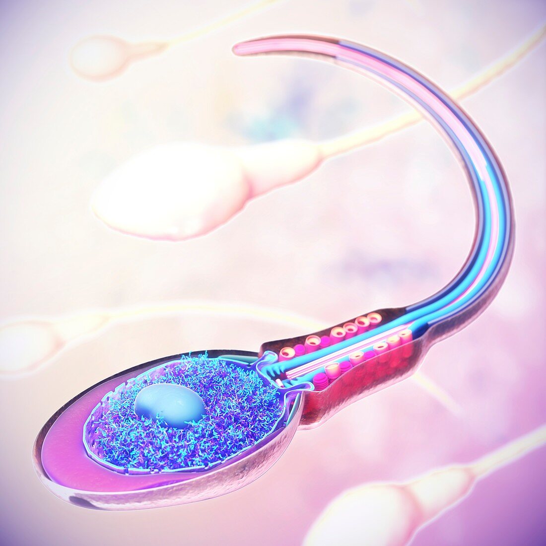 Sperm cell anatomy, illustration