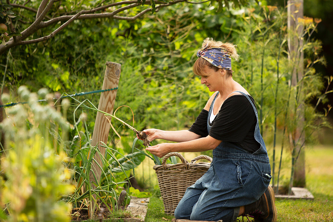 Woman harvesting fresh vegetables in summer garden