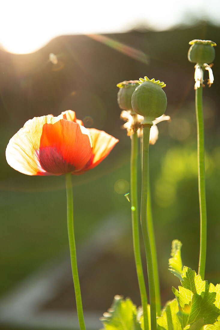 Red poppy flower growing in sunny garden