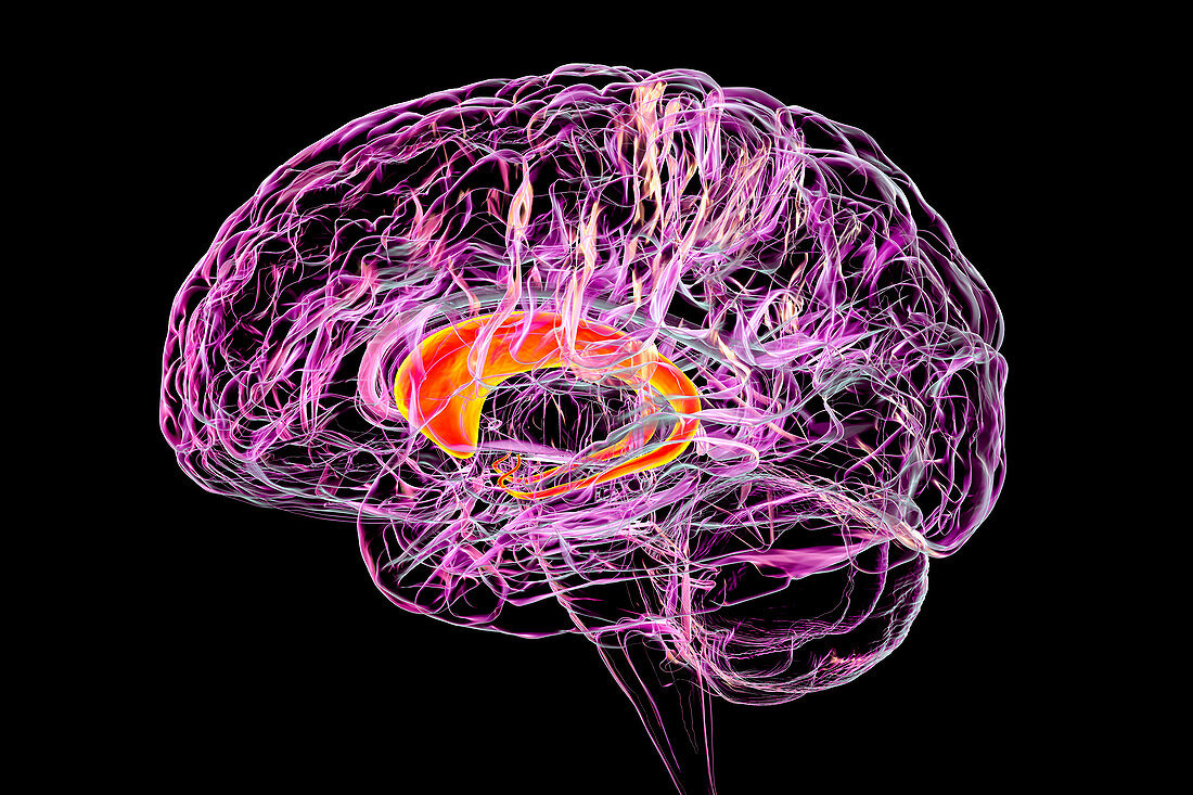 Caudate nuclei highlighted in the human brain, illustration