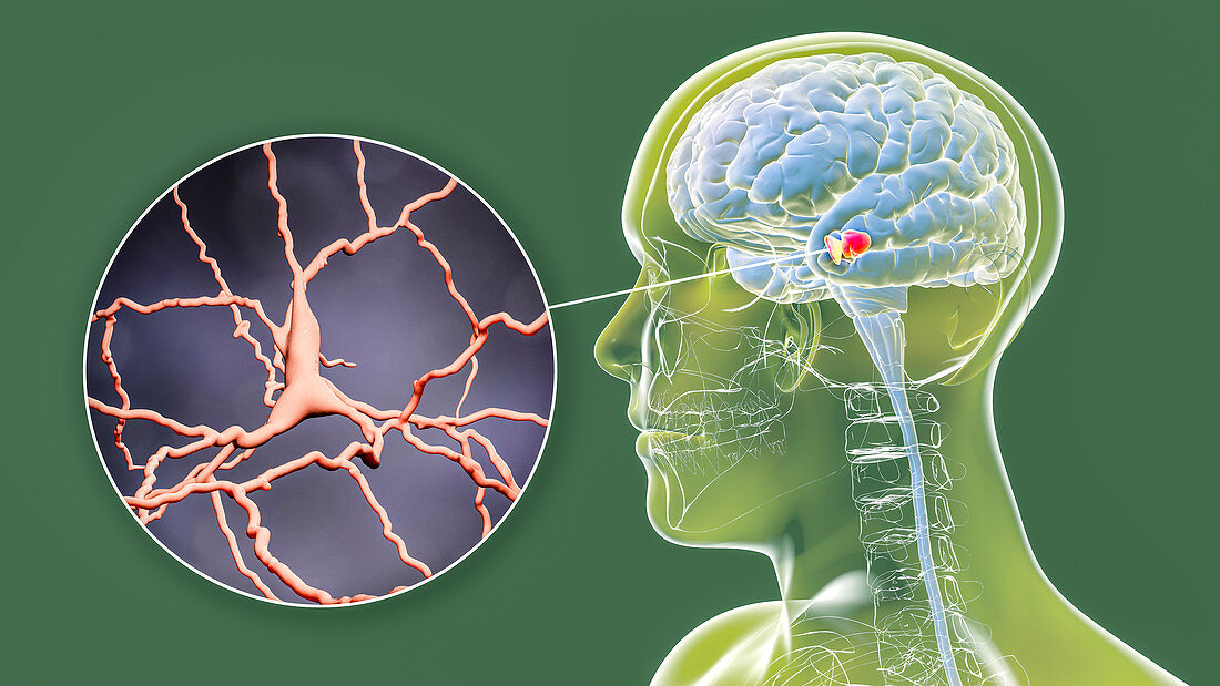 Substantia nigra and dopaminergic neurons, illustration