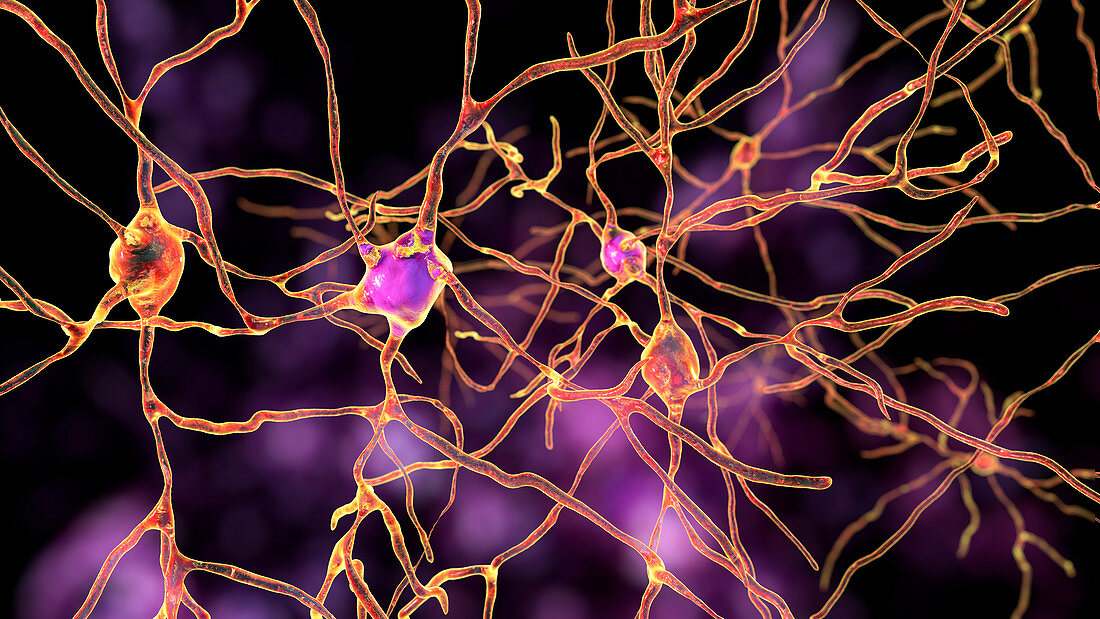 Brain neuron, illustration