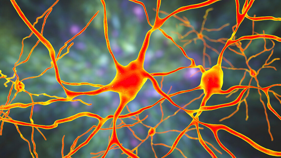 Brain neuron, illustration