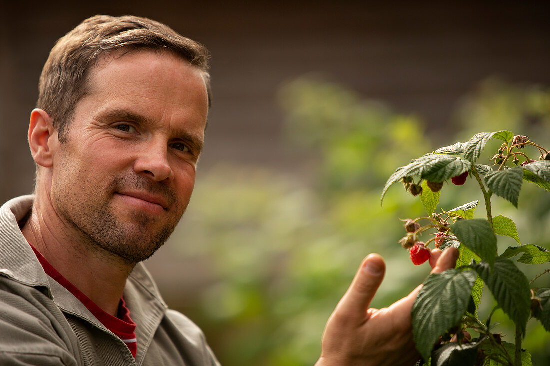 Confident man tending to raspberry plant in garden