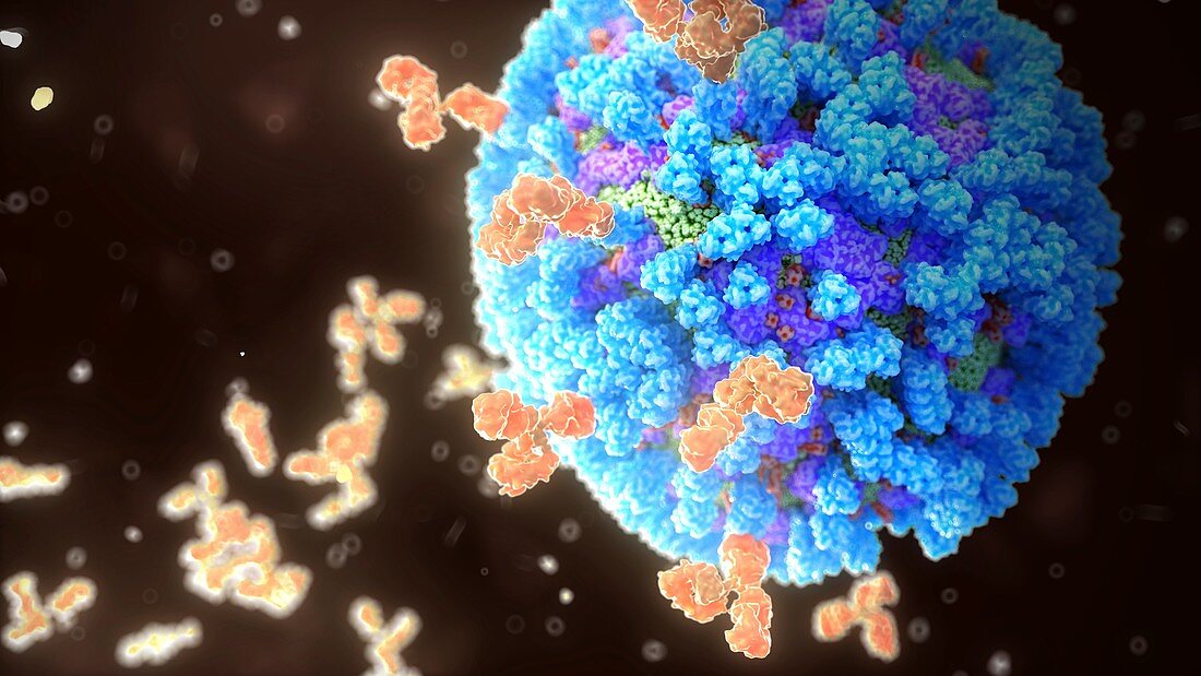 Antibodies binding influenza virus, illustration