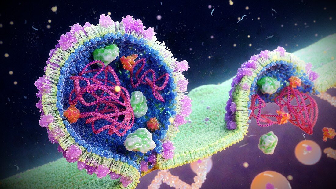 Arenavirus particles budding, illustration