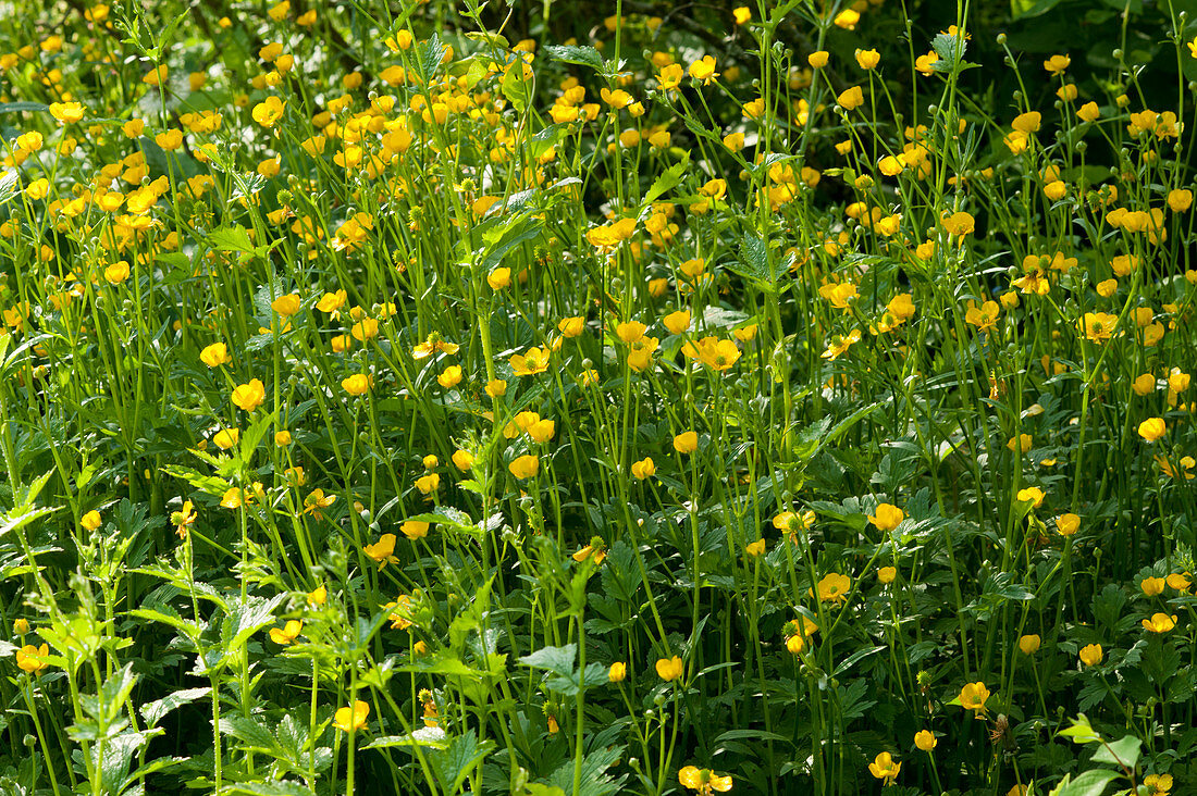 Yellow flowering buttercups in the garden