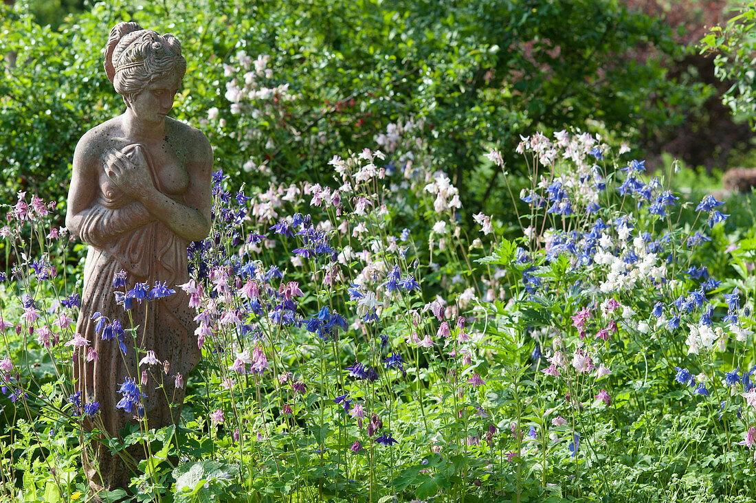 Terracotta figure in a bed of flowering columbines in different colours