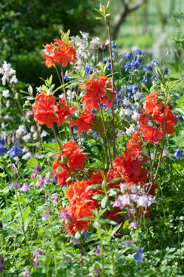 Deciduous garden azalea 'Fireball' and columbines