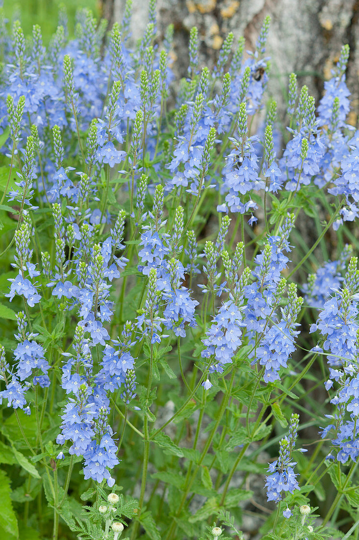 Sky-blue flowering speedwell