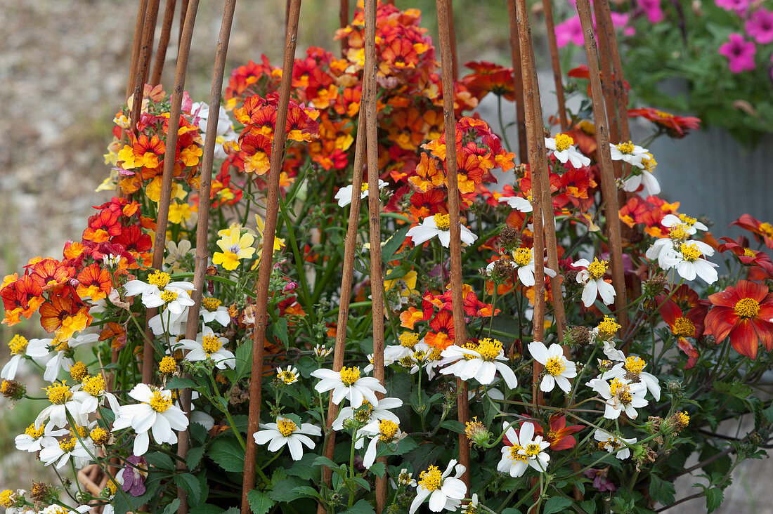 Basket planted with Bidens 'Bee White' 'Mini Bee' and Nemesia Sunsatia Plus 'Blood Orange'.