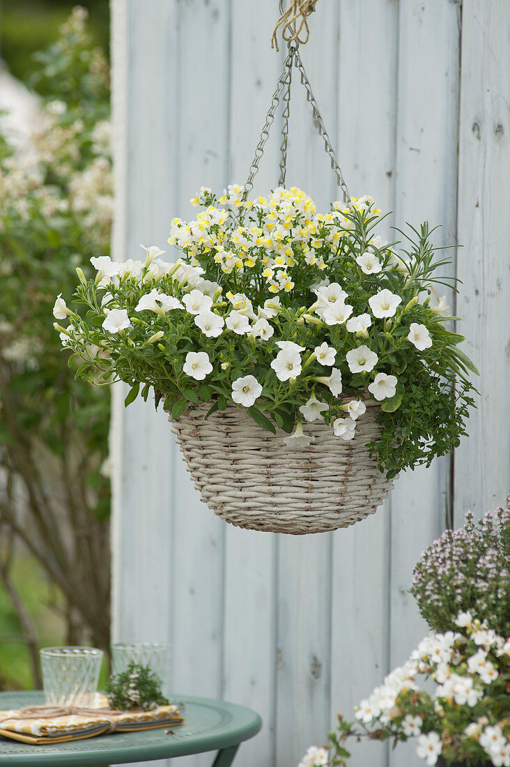 Basket planted with Petunia Mini Vista 'White', Nemesia 'Citrine', rosemary and thyme