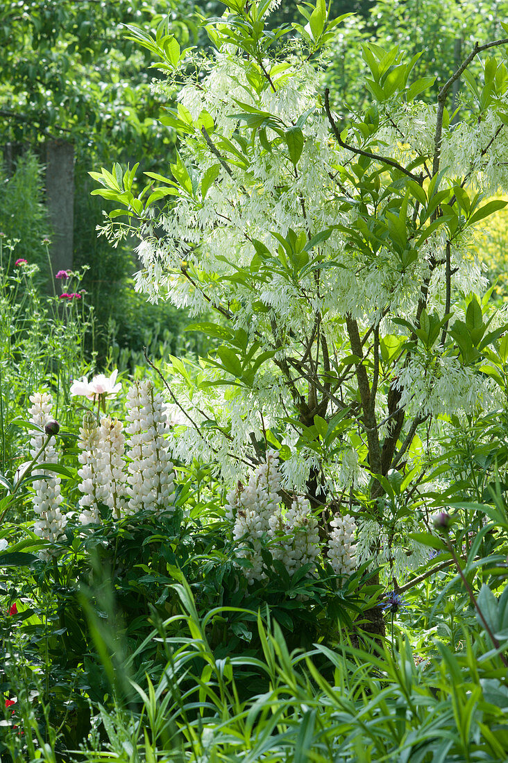 White fringetree and lupins in border